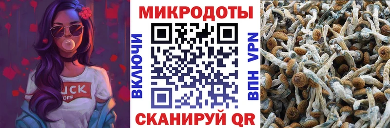 это какой сайт  Норильск  Псилоцибиновые грибы Cubensis 